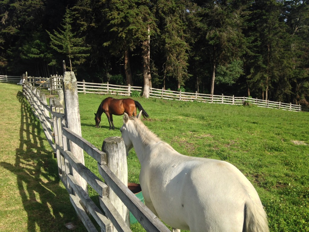 Two horses on the property