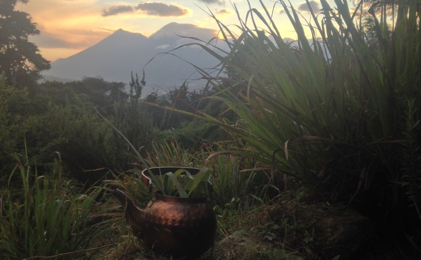 Fresh Lemongrass Tea